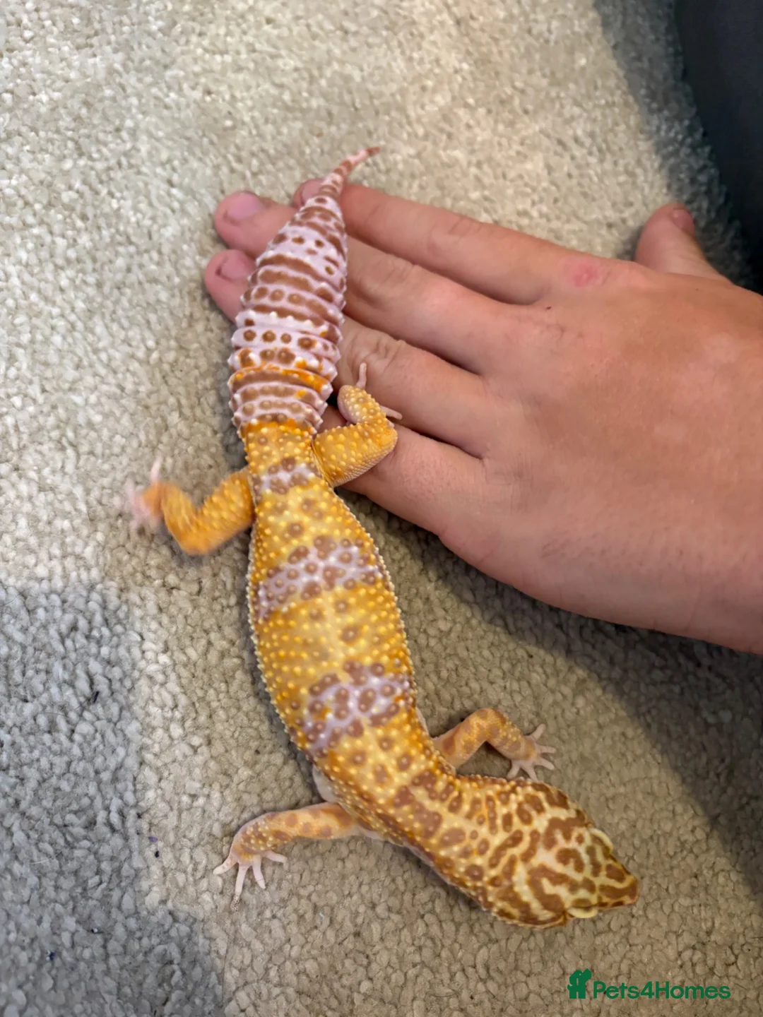 Leopard Gecko reptiles for sale: Leopard gecko in Aberdare - Advert 1