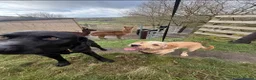 Mixed Breed dogs for sale: Crowley – Loving Lab×GWP Seeking Experienced Home in Bradford - Advert 6