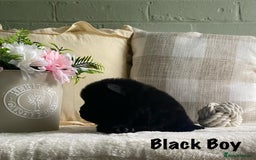 Chow Chow dogs for sale: 🌟Quality Chow Chow Puppies-ChampionLines🌟 - Image 15