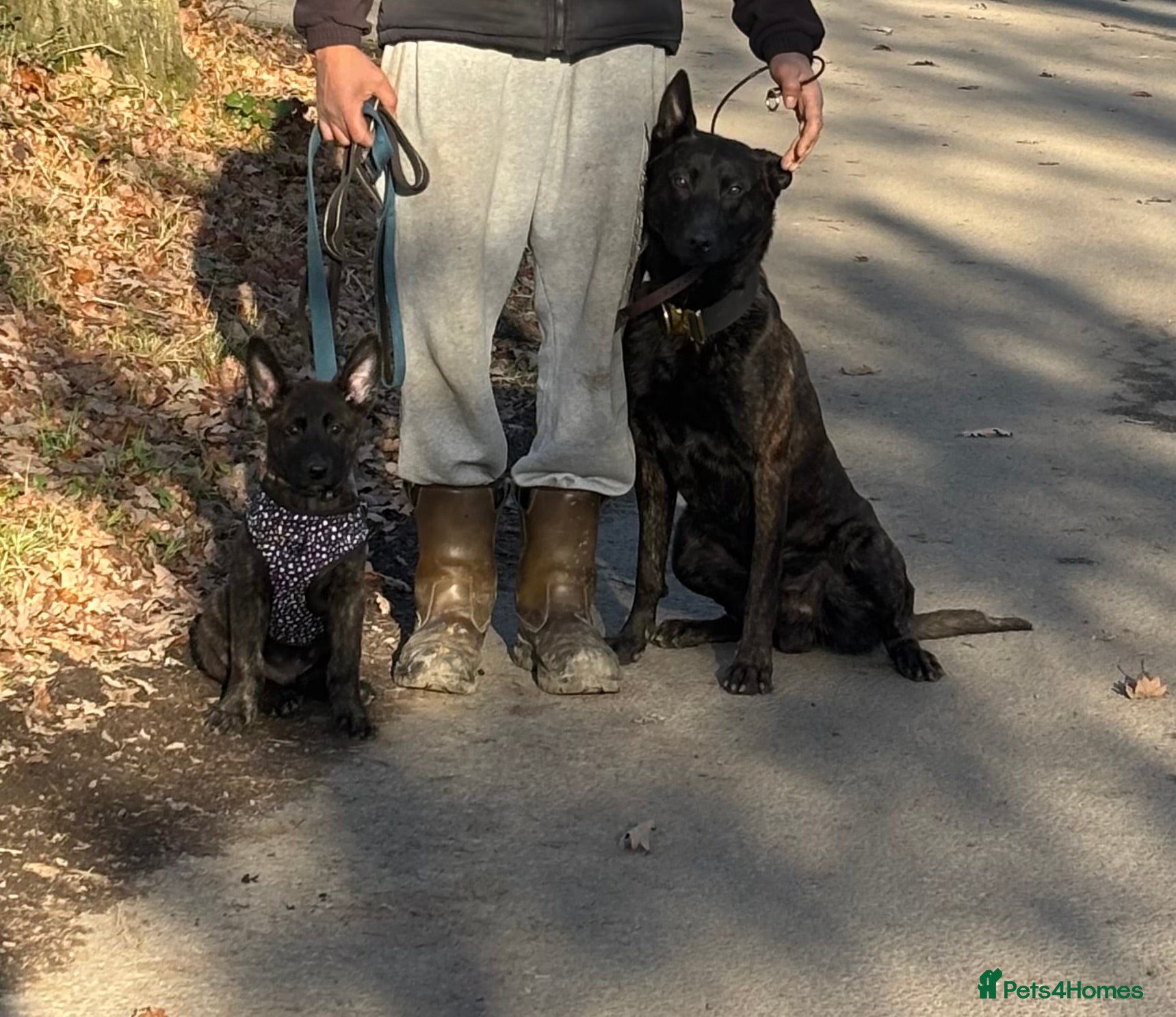 Belgian Shepherd Dog dogs 8week Dutch herder puppy  - Advert 2