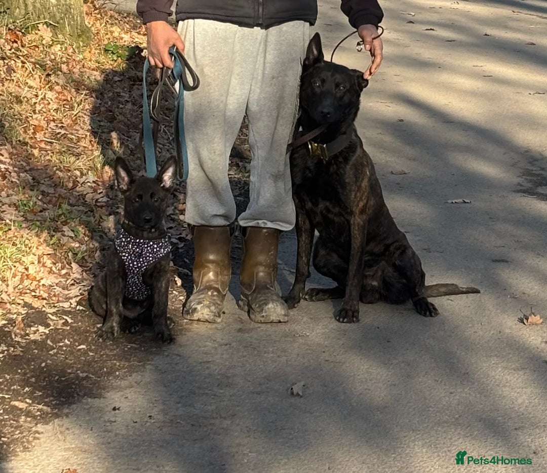 Belgian Shepherd Dog dogs for sale: 8week Dutch herder puppy  - Advert 1