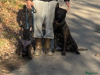 Belgian Shepherd Dog dogs 8week Dutch herder puppy - Advert 2