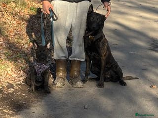 Belgian Shepherd Dog dogs 8week Dutch herder puppy - Advert 8