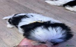 Shih Tzu dogs for sale: 4 adorable Shih Tzu for sale, 3 girls and 1 boy - Image 13