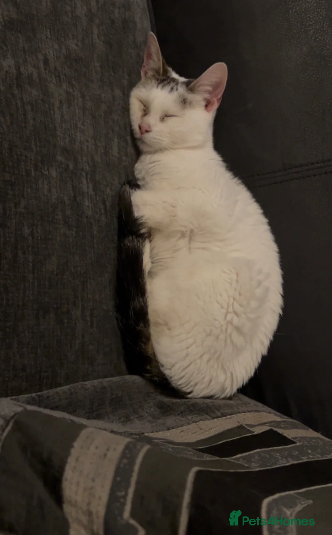 Mixed Breed cats for sale: Female cat for rehoming  - Advert 3
