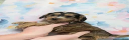 Cockapoo dogs for sale: Adorable Cockapoos  in Macclesfield - Advert 13