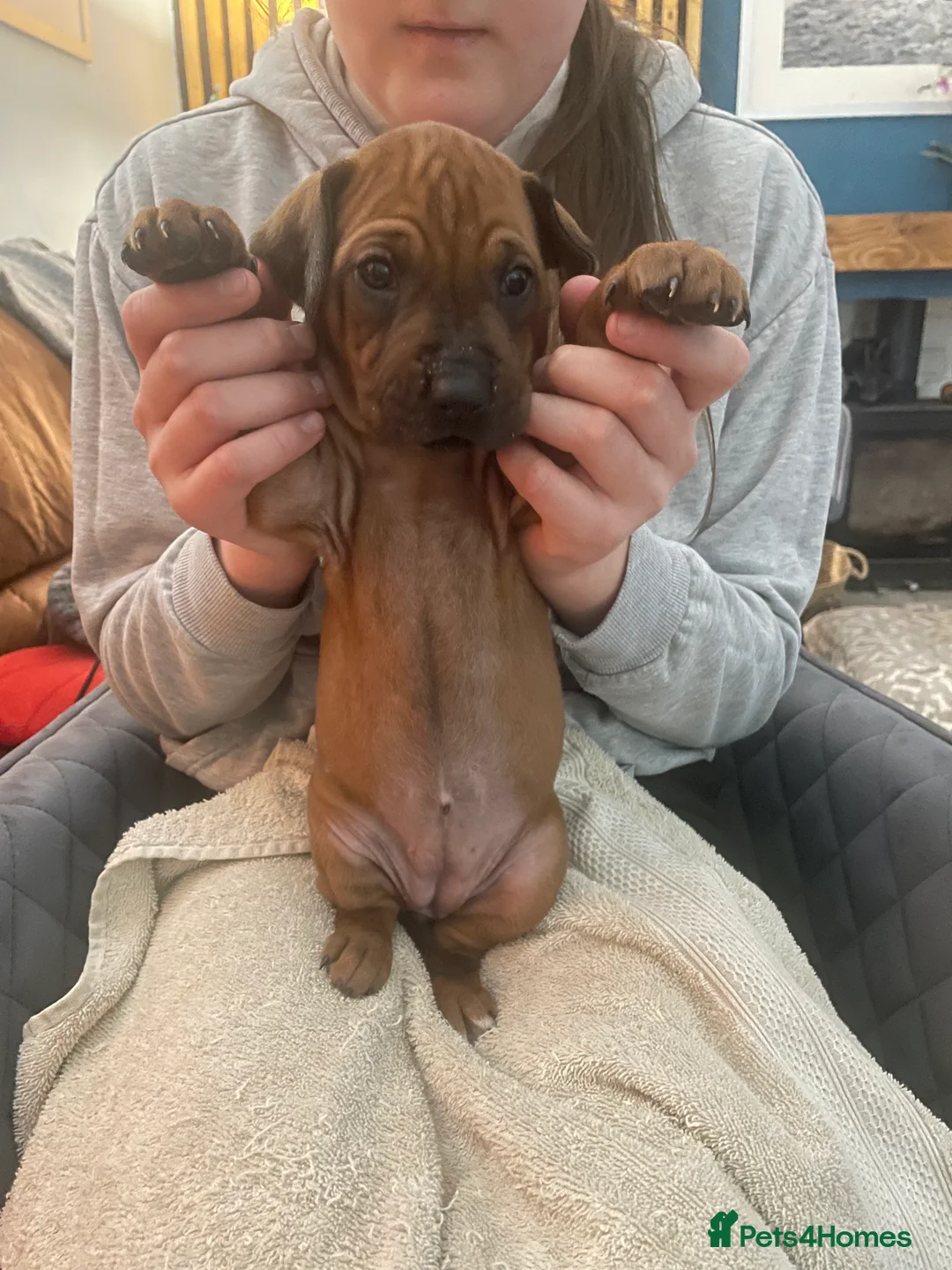 Rhodesian Ridgeback dogs for sale: Beautiful Rhodesian Ridgeback pups - Advert 15