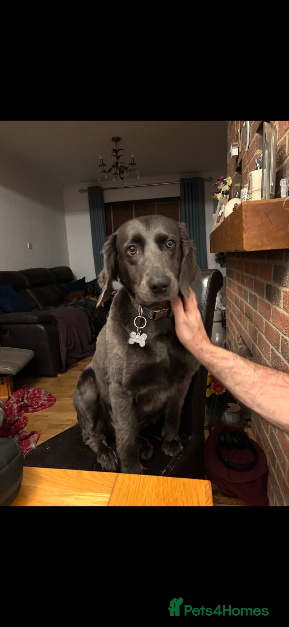 Weimaraner dogs Our gorgeous girl Diesel - Advert 1