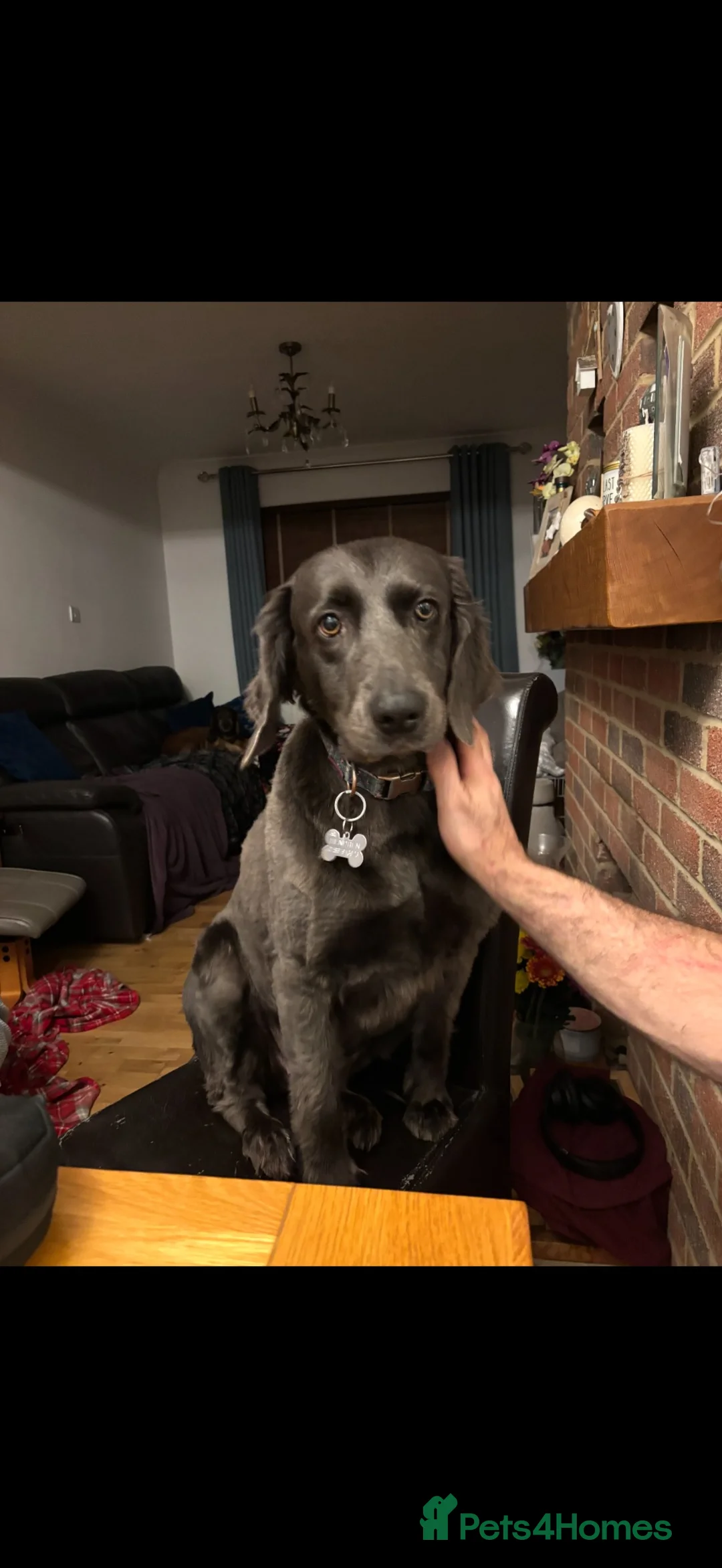 Weimaraner dogs for sale: Our gorgeous girl Diesel - Advert 1