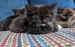 Ragdoll cats for sale: Ragdoll X ready to go! - Image 15