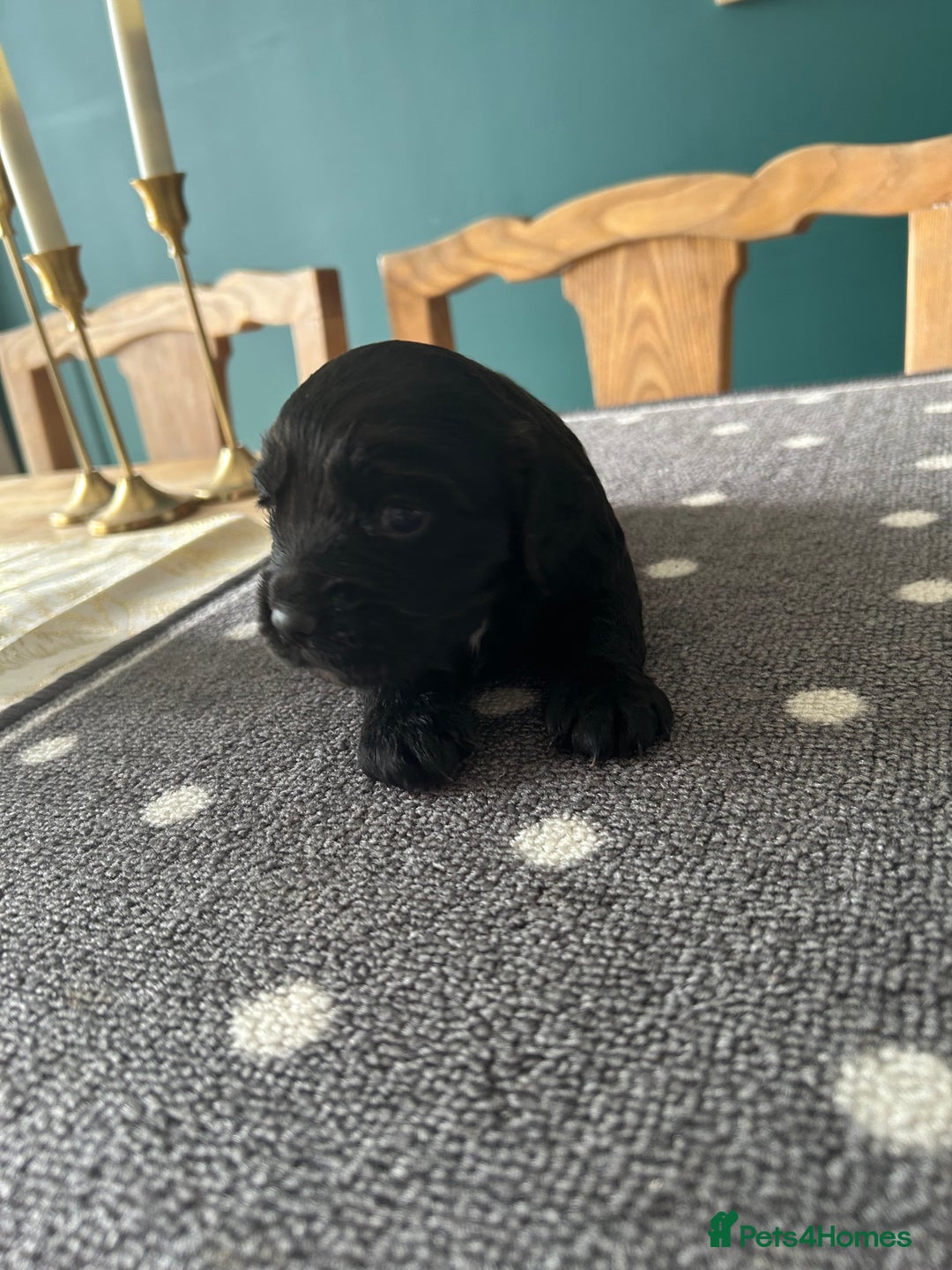 Cocker Spaniel dogs for sale: KC Working cocker spaniel puppies  - Image 8