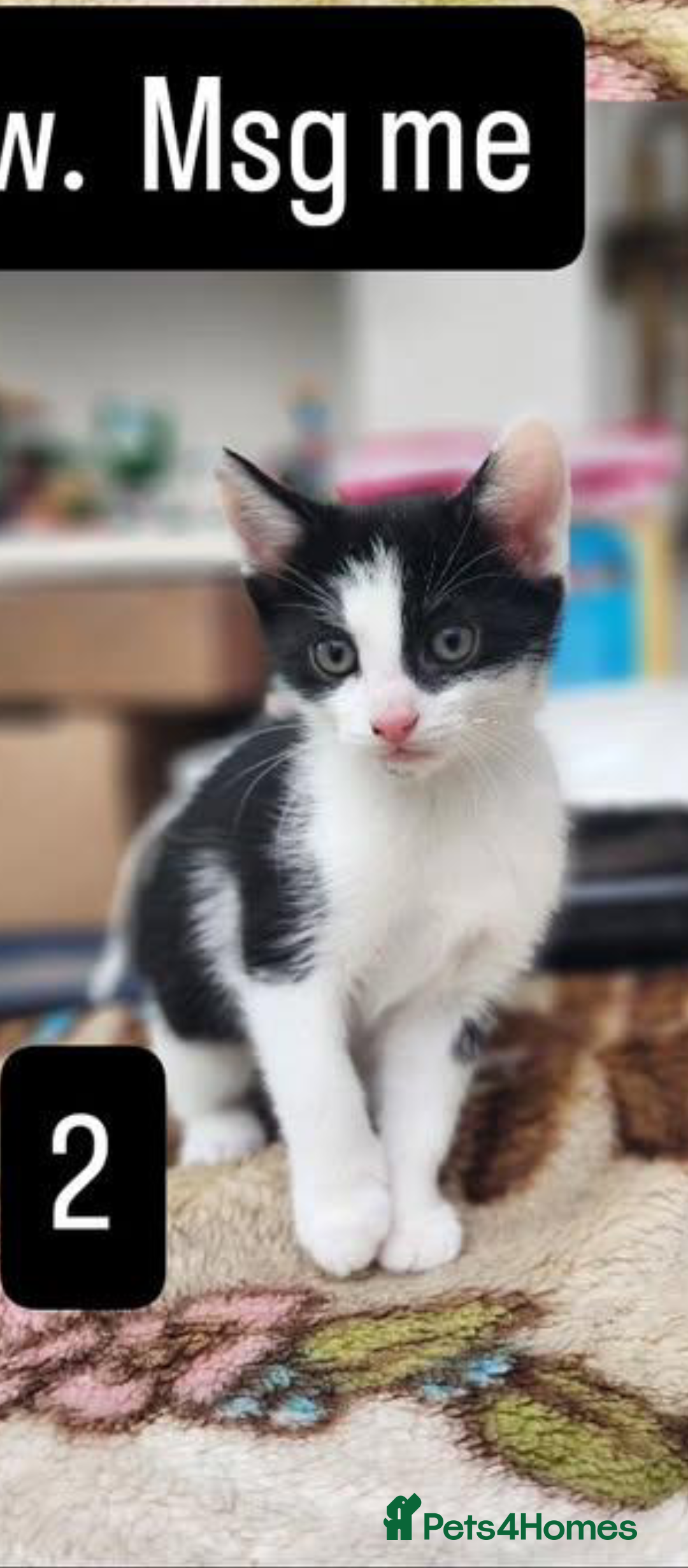 Mixed Breed cats for sale: Bombay X British Short Hair - Advert 5
