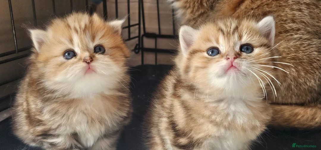 British Shorthair cats for sale: Bsh GOLDEN Chunky Kittens🐱 Ready go now - Advert 40