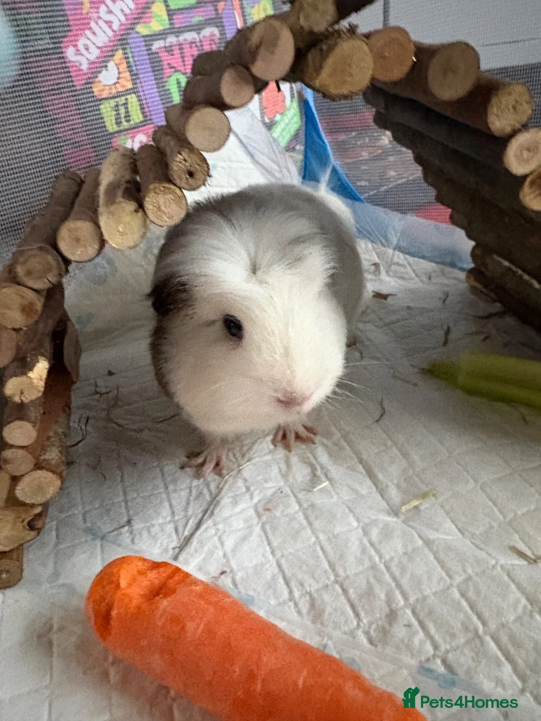 Guinea Pig rodents for sale: Guinea Pigs looking for new home - Advert 4