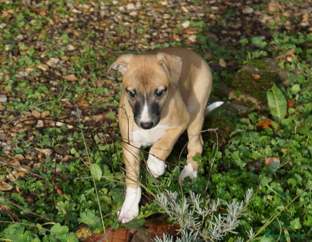 Whippet dogs for sale: Quality show/ Lure coursing girl - Advert 8