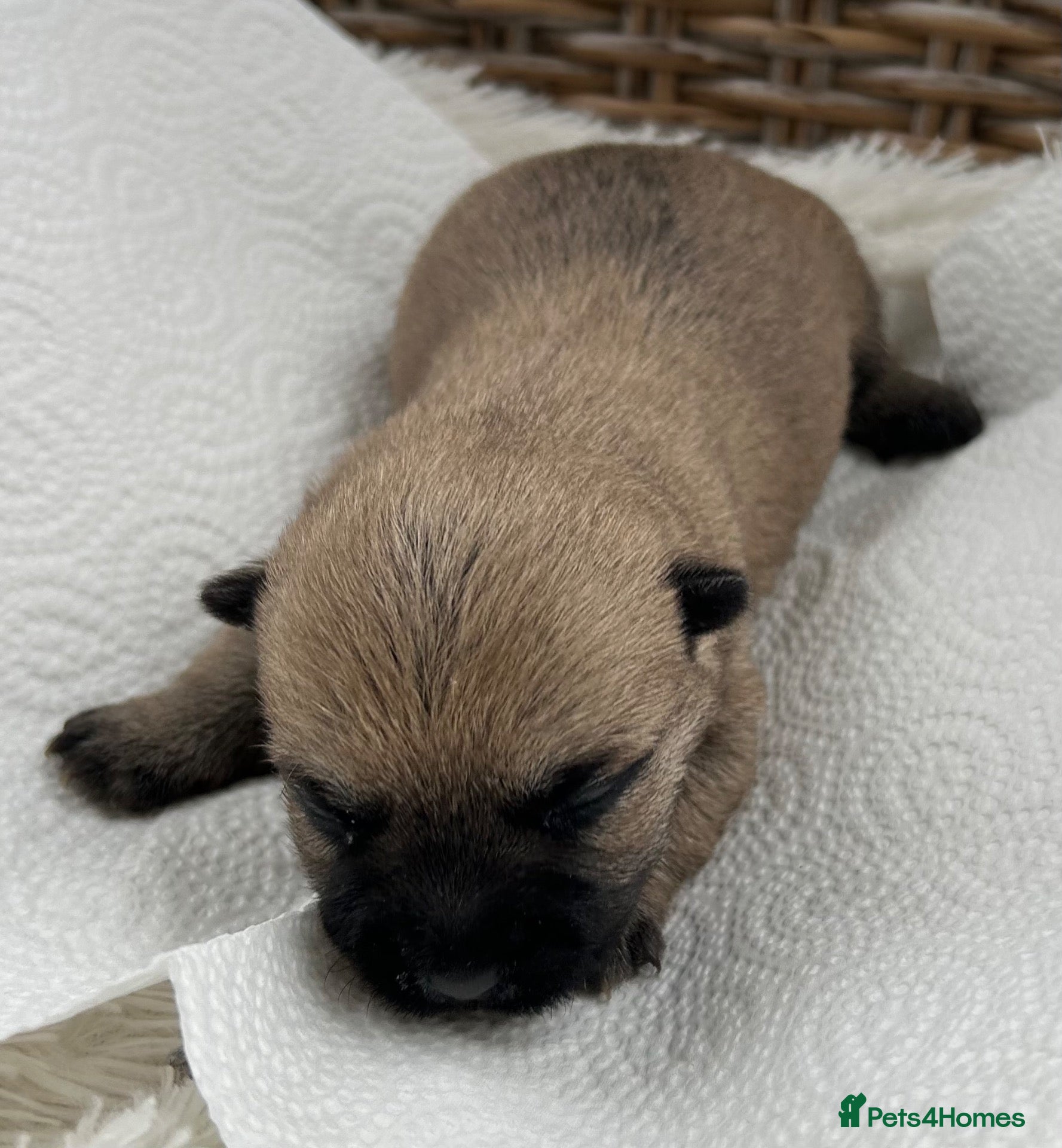 Cairn Terrier dogs Gorgeous Cairn Terrier Puppys - Advert 2