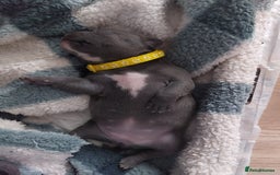 Staffordshire Bull Terrier dogs for sale: Blue Staffordshire Bull Terrier 🐶 Puppies 🐶 - Image 19