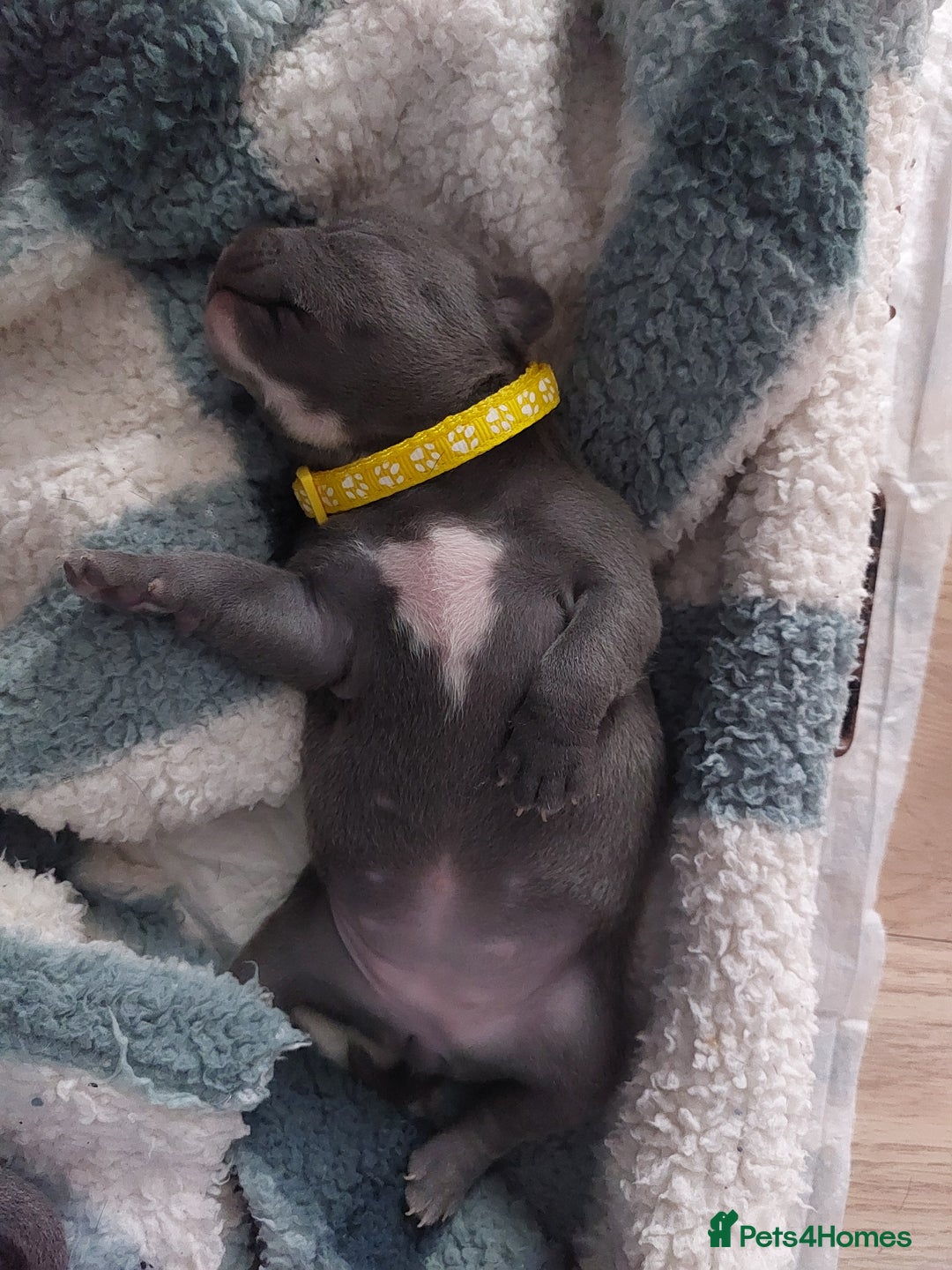 Staffordshire Bull Terrier dogs for sale: Blue Staffordshire Bull Terrier 🐶 Puppies 🐶 - Image 19