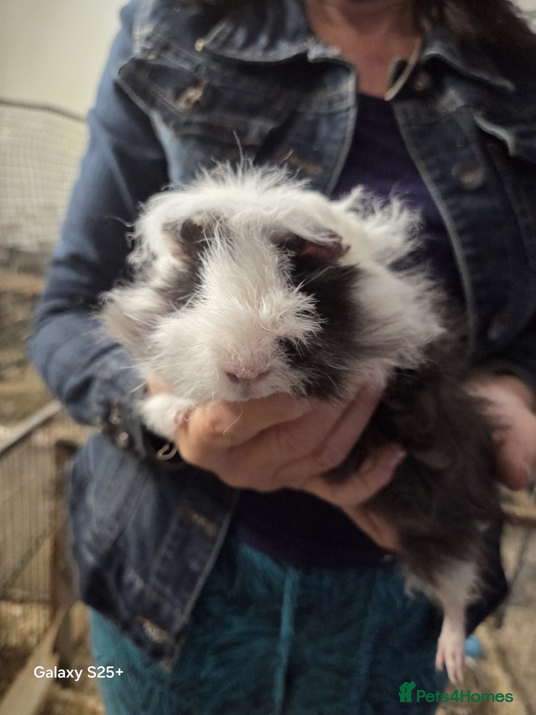 Guinea Pig rodents for sale: Lunkarya Guinea Pig Babies - Image 17