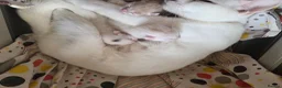 Turkish Angora cats for sale: White Turkish Angora Kittens - Advert 9