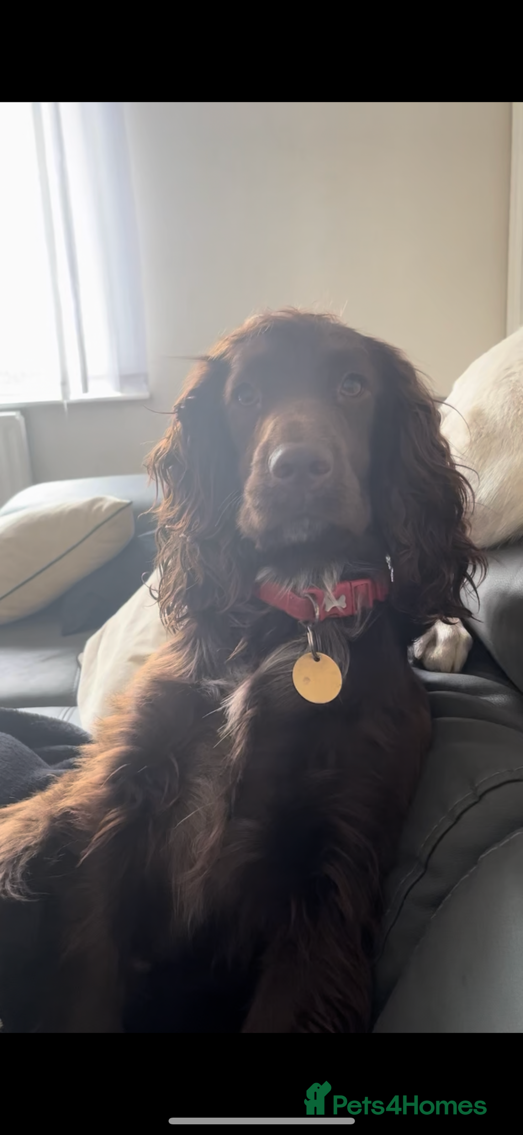 Cocker Spaniel dogs for sale: REHOME Cocker spaniel (Alfie)  - Image 1