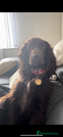 Cocker Spaniel dogs - Advert 4