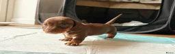 Miniature Dachshund dogs for sale: Miniature dachshund  in Thirsk - Advert 16
