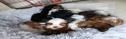 Biewer Terrier dogs for stud: Cutest Biro Boy, Stud!! - Advert 3