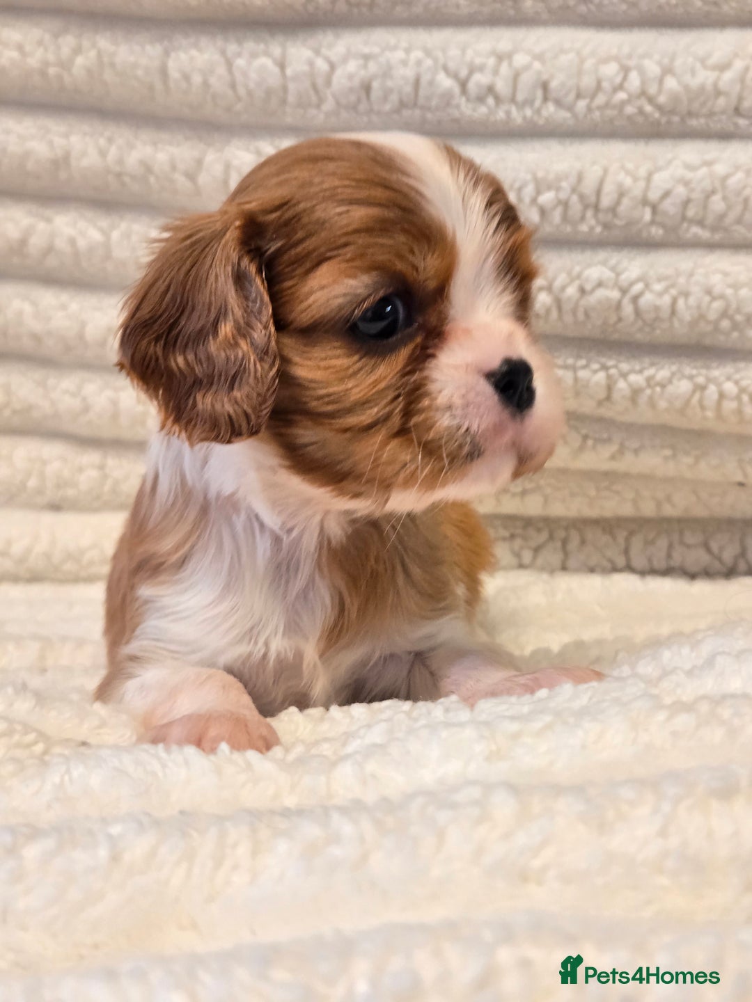 Cavalier King Charles Spaniel dogs for sale: KC Reg fully health tested parents cavvie pups  - Advert 16
