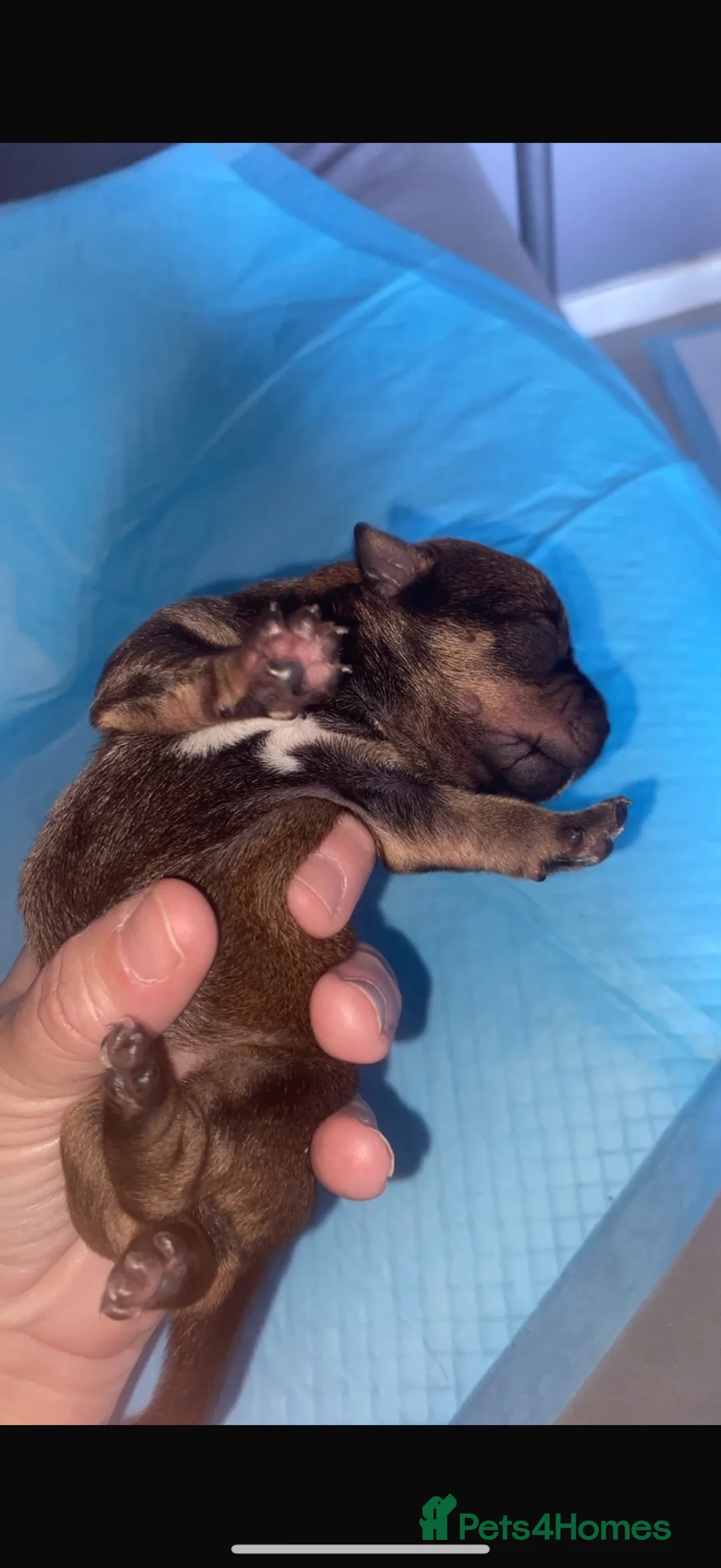 Mixed Breed dogs for sale: Patterdale X Shih Zu Puppies🩵🩷 in Halesowen - Advert 2