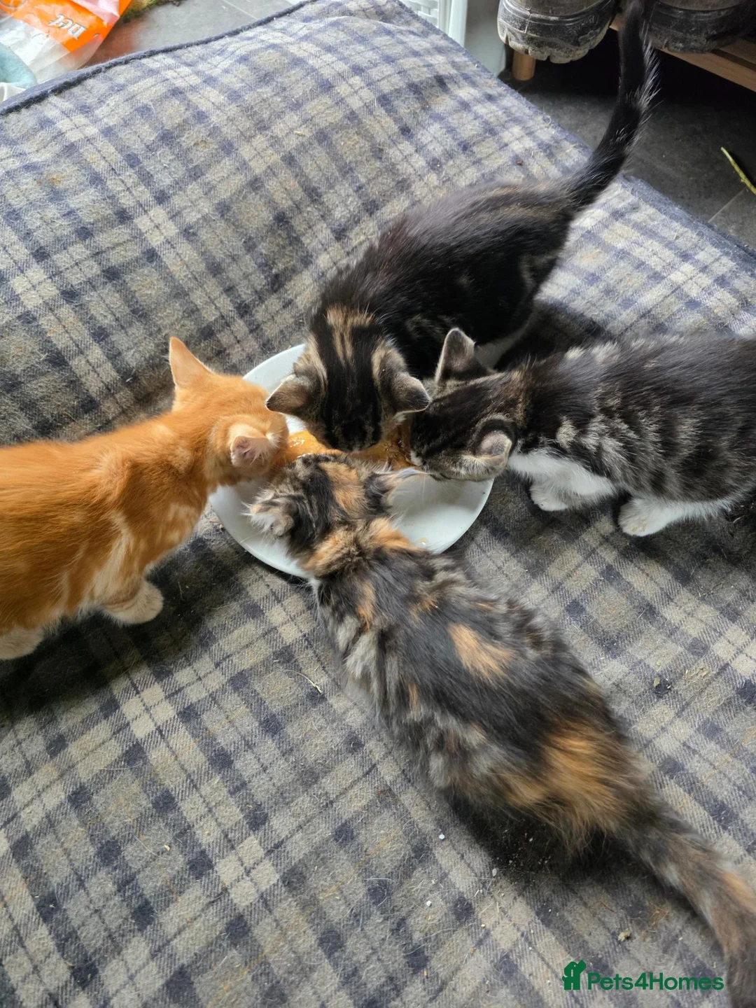 Mixed Breed cats for sale: Beautiful kittens looking for new homes  - Advert 2