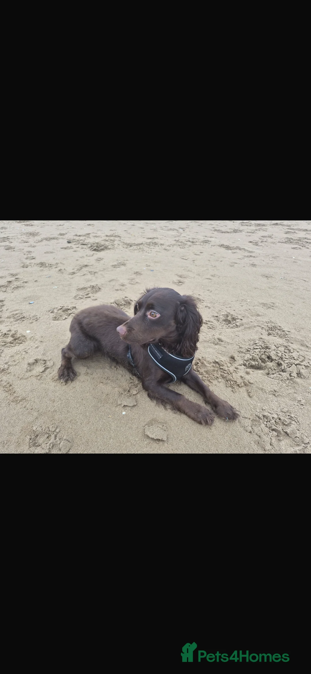 Cocker Spaniel dogs for sale: Working cocker spaniel. - Advert 2