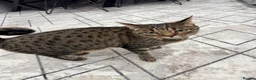 Mixed Breed cats for sale: Very Friendly Female Cat Looking for a Home 🙂 - Advert 3