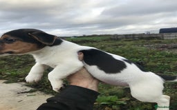 Jack Russell dogs for sale: Litter of 3 1 left  - Image 6