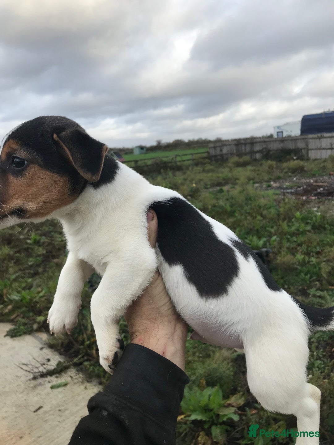 Jack Russell dogs for sale: Litter of 3 1 left  - Image 6
