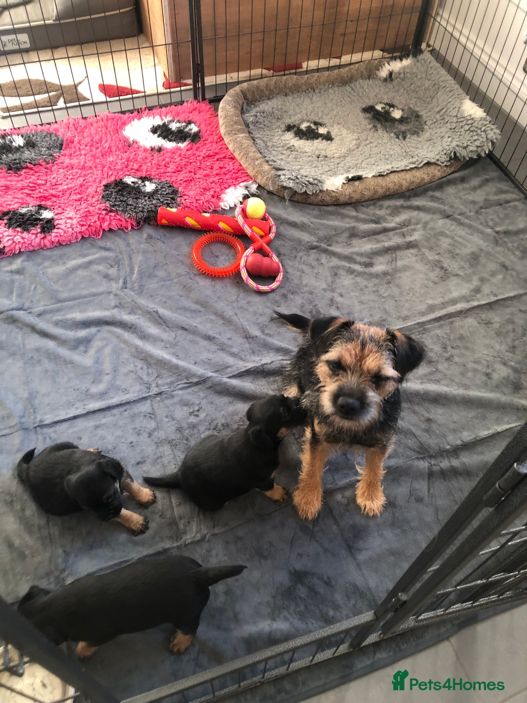 Border Terrier dogs for sale: KC reg Border Terrier Puppies for sale  - Advert 5