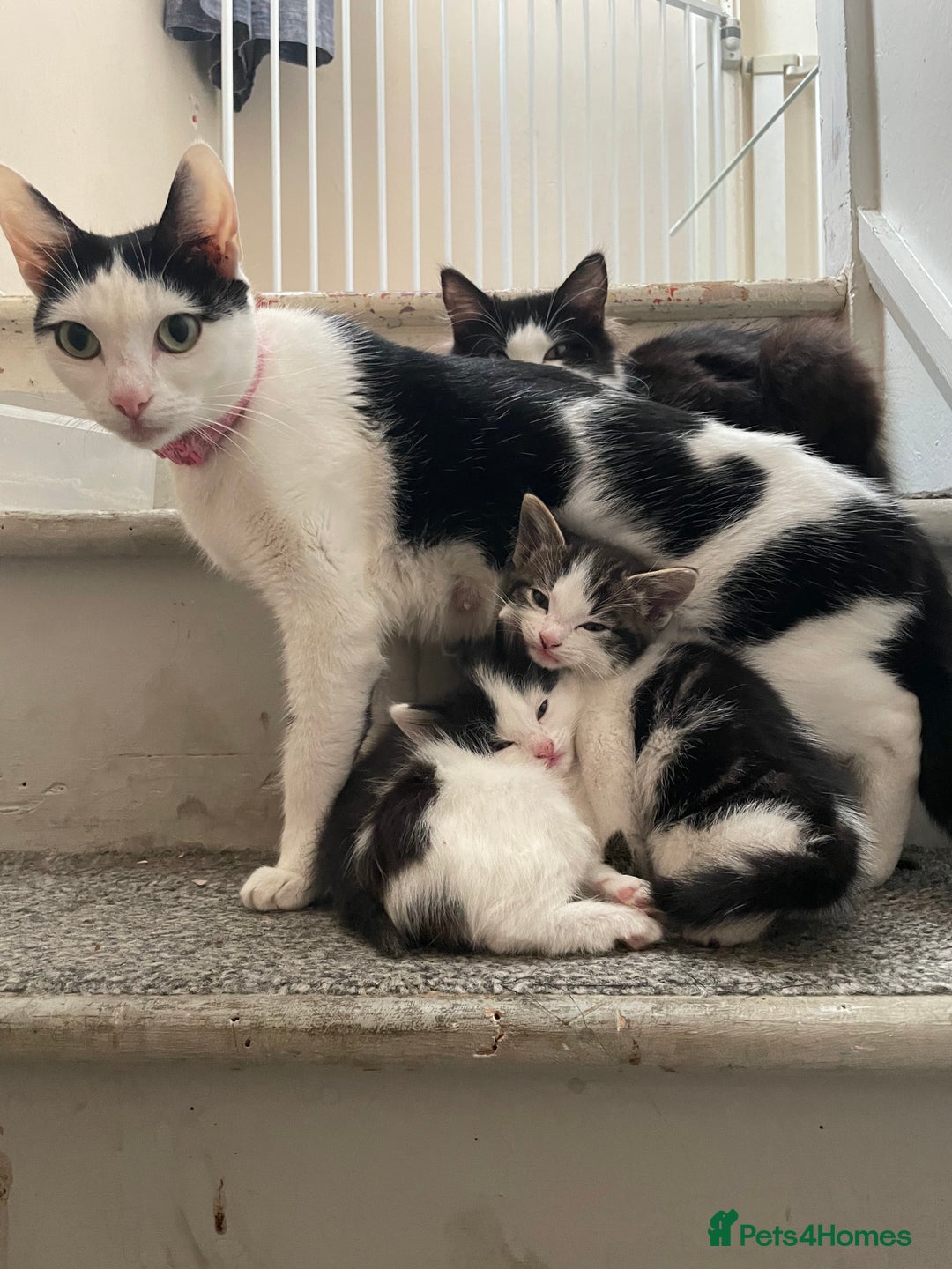 Mixed Breed cats for sale: Beautiful female kittens - Advert 1