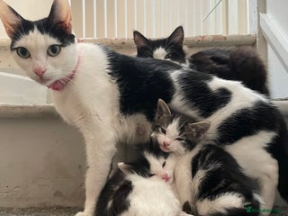 Mixed Breed cats Beautiful female kittens - Advert 1