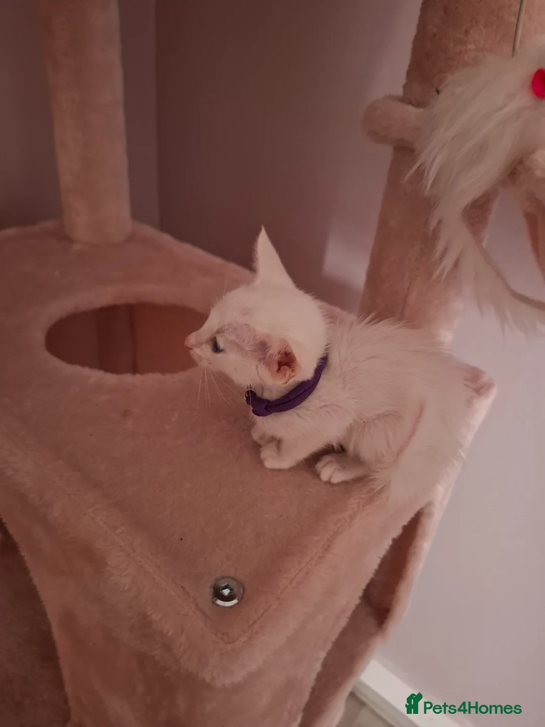 Oriental cats for sale: Oriental kitten for home - Advert 1