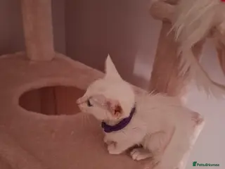 Oriental cats Oriental kitten for home - Advert 1