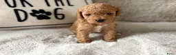 Cavapoo dogs for sale: GORGEOUS RED F1B CAVAPOO - LAST GIRL - Advert 6