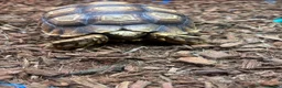 Tortoise reptiles for sale: Sulcata Tortoise  in Lanark - Advert 3