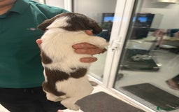 English Springer Spaniel dogs for sale: Working English Springer Spaniel  - Image 2