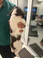 English Springer Spaniel dogs - Advert 1