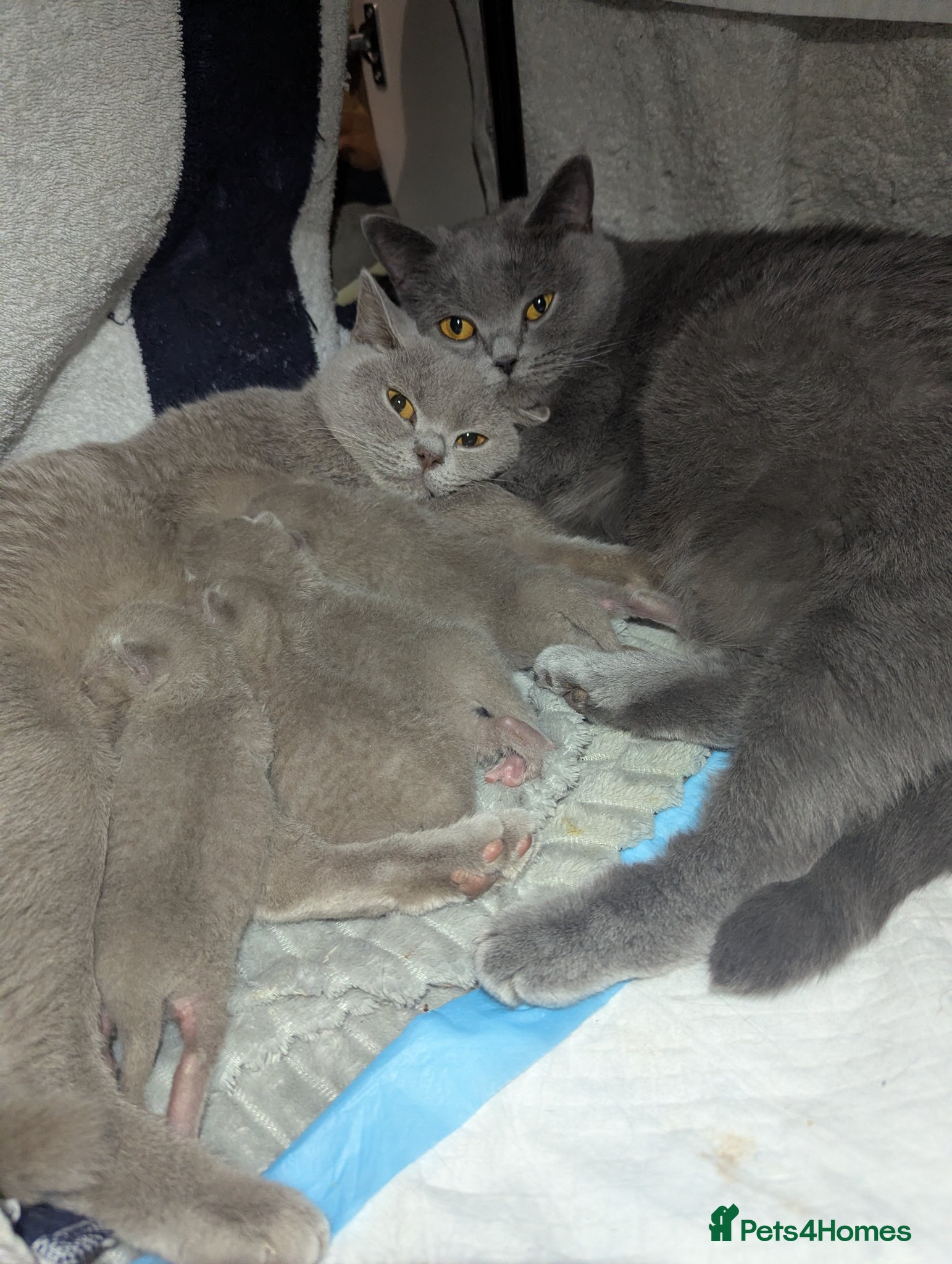 British Shorthair cats Purebred British Shorthair kittens - Advert 2