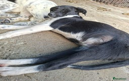 Mixed Breed dogs for adoption: Spook - Fakenham Norfolk  - Image 3