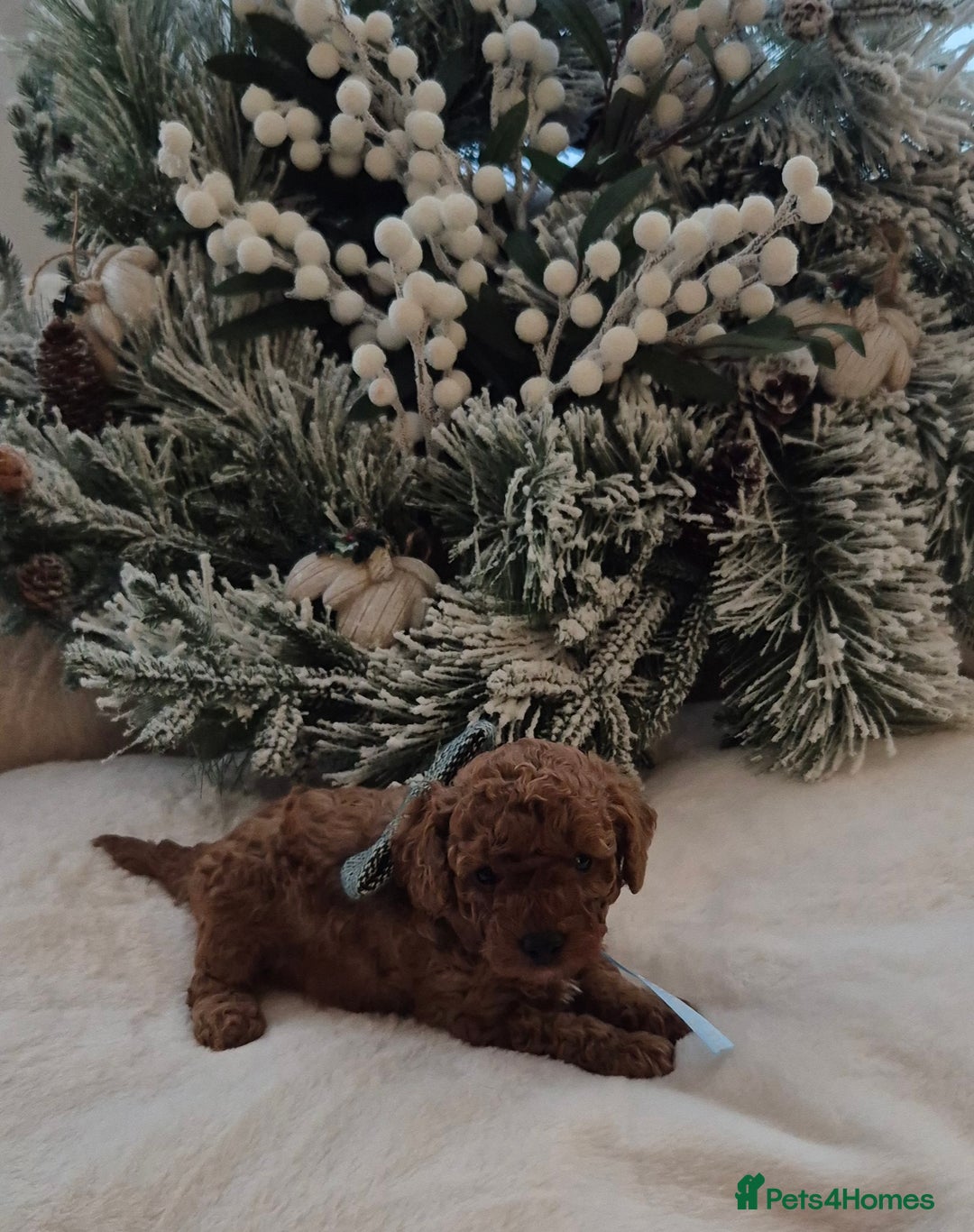 Toy Poodle dogs for sale: KC REG HEALTH TESTED TOY POODLE  - Advert 5