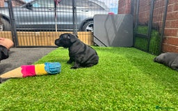 Staffordshire Bull Terrier dogs for sale: Quality Black to blue Staffordshire bull terrier - Image 7