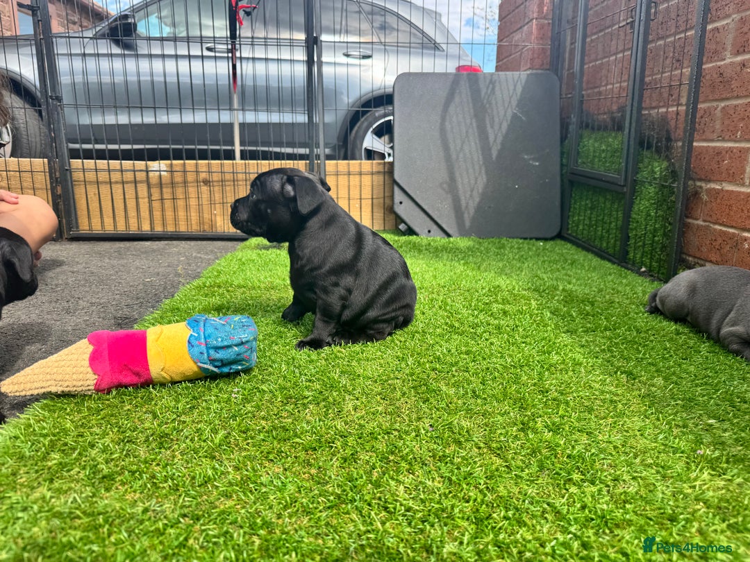 Staffordshire Bull Terrier dogs for sale: Quality Black to blue Staffordshire bull terrier - Image 7