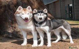 Siberian Husky dogs for sale: Kc reg Siberian husky pups due end of sept  - Image 2